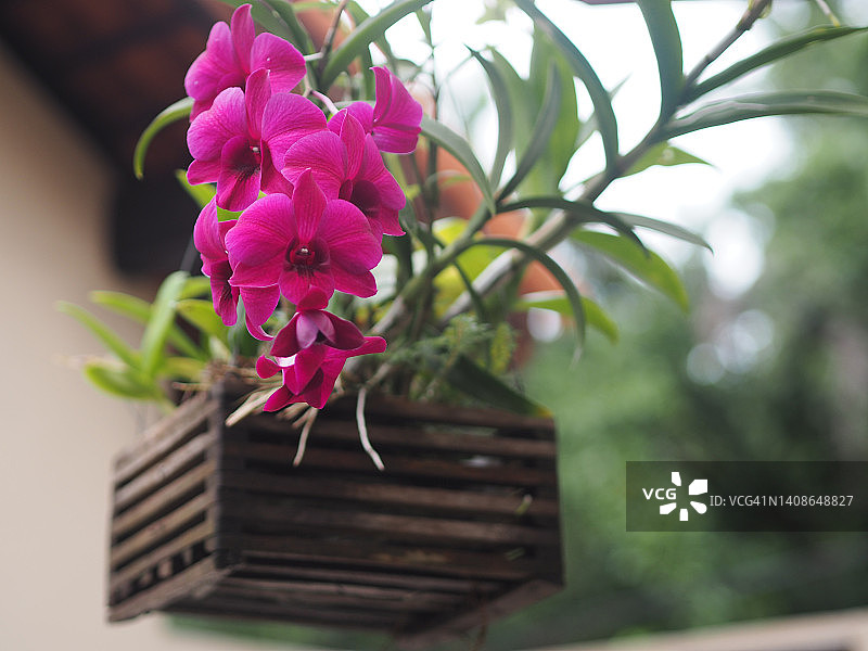 粉色、紫色石斛兰，兰科，蝴蝶石斛美丽的自然模糊背景花束图片素材