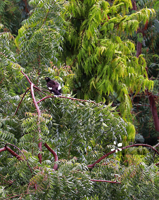 栖息在印度楝树上的普通八哥图片素材