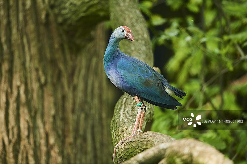 在树枝上的灰头紫水鸡，德国巴伐利亚图片素材