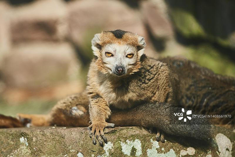 加冕狐猴，圈养，德国图片素材