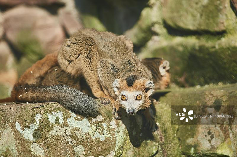加冕狐猴，圈养，德国图片素材