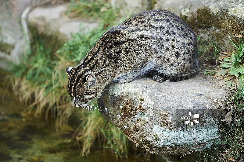 德国巴伐利亚，渔猫坐在湖岸边图片素材