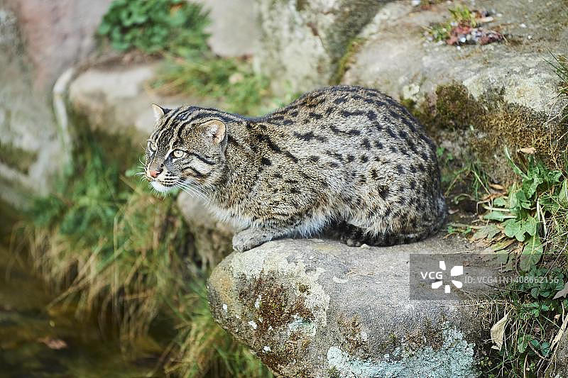 德国巴伐利亚，渔猫坐在湖岸边图片素材