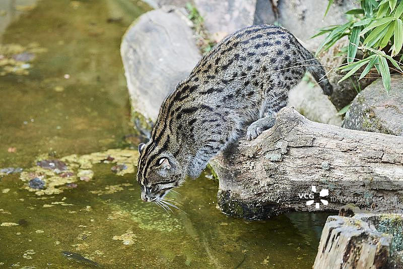德国巴伐利亚，渔猫坐在湖岸边图片素材