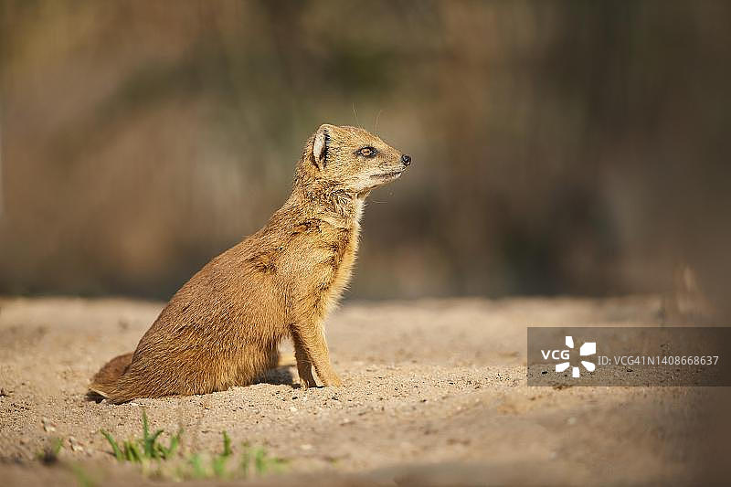 坐在地上的黄獴，德国巴伐利亚图片素材