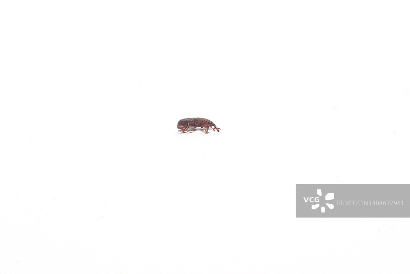 米象或黑象鼻虫（白色背景）图片素材