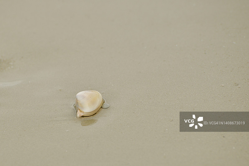 退潮时沙滩上的海螺或双壳贝类图片素材