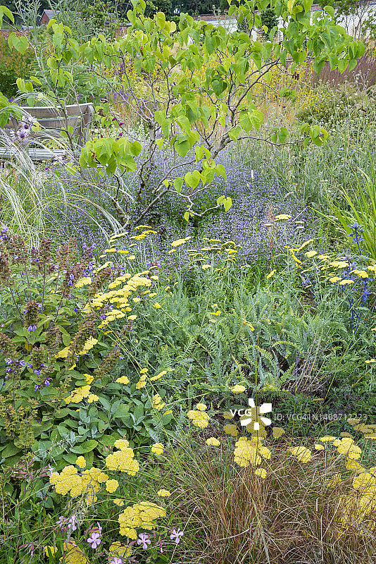 仲夏英式花园的混合花境图片素材