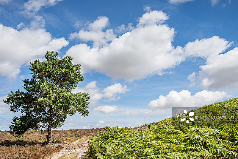 德辛厄姆沼泽的松树图片素材