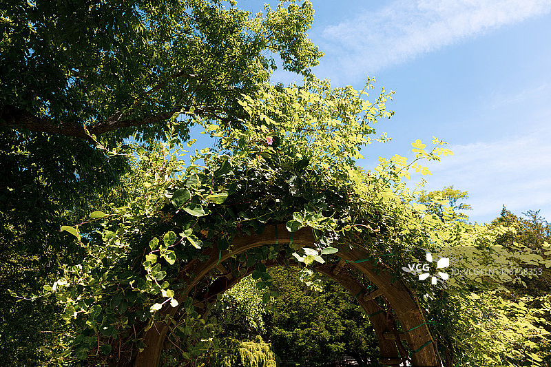 覆盖着葡萄藤的棚架，带有拱形细节图片素材
