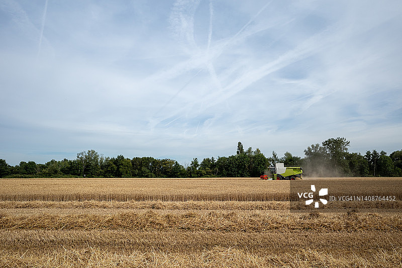 收割季的金色燕麦或麦田与联合收割机图片素材
