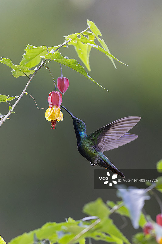 黑喉芒果蜂鸟图片素材