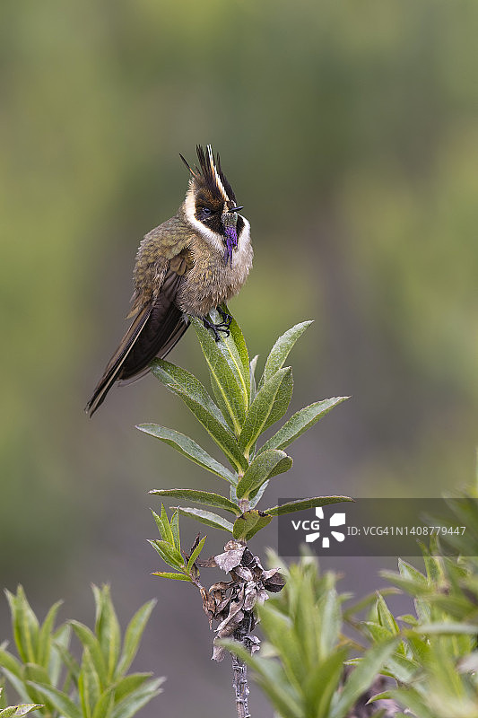 赭色盔蜂鸟图片素材