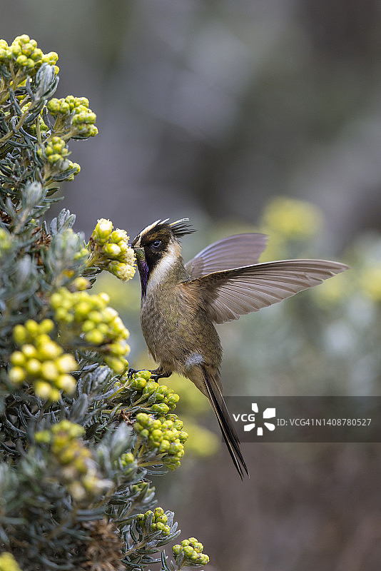 赭色盔蜂鸟图片素材