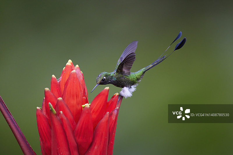 靴腿簇尾蜂鸟图片素材