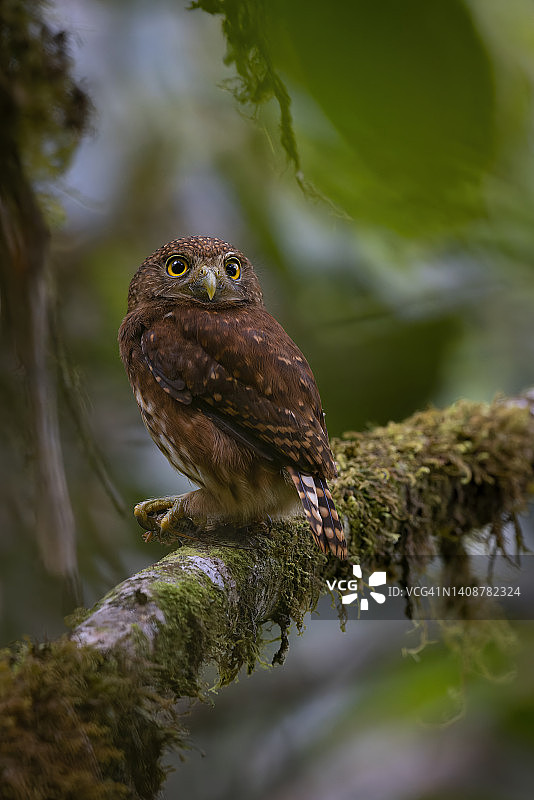 云林侏儒鸮图片素材