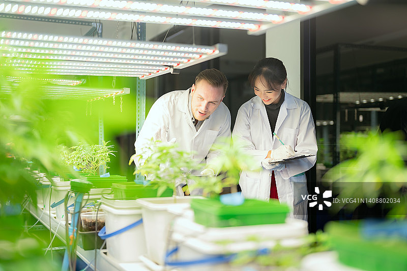 戴口罩和眼镜的科学家在温室中检查和分析大麻植物，并在笔记本电脑上记录结果图片素材
