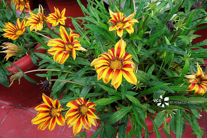 非洲雏菊植物鲜艳美丽的彩色花朵，菊科图片素材