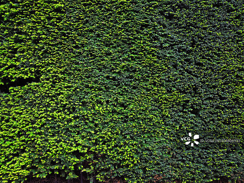 英国伦敦浓密的雪松树篱的特写图片素材