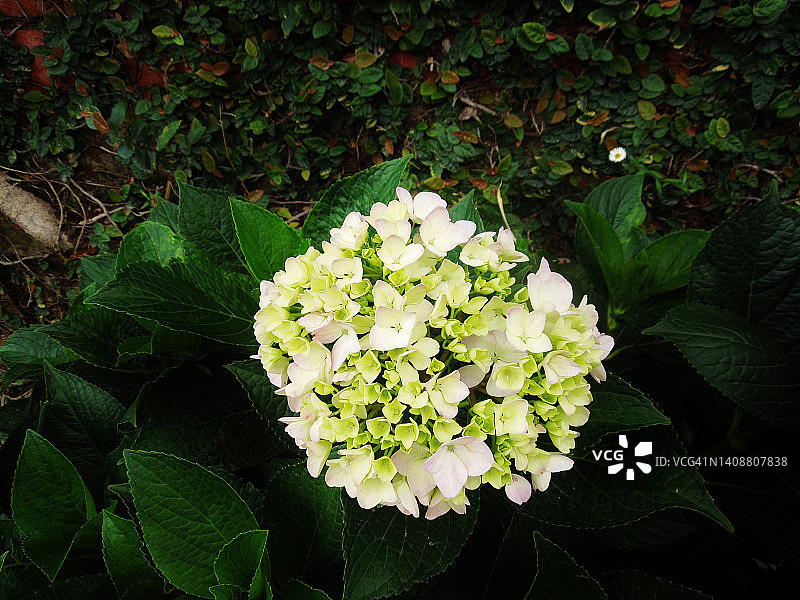 完全盛开的绿色绣球花大花球。绣球。绣球花科图片素材