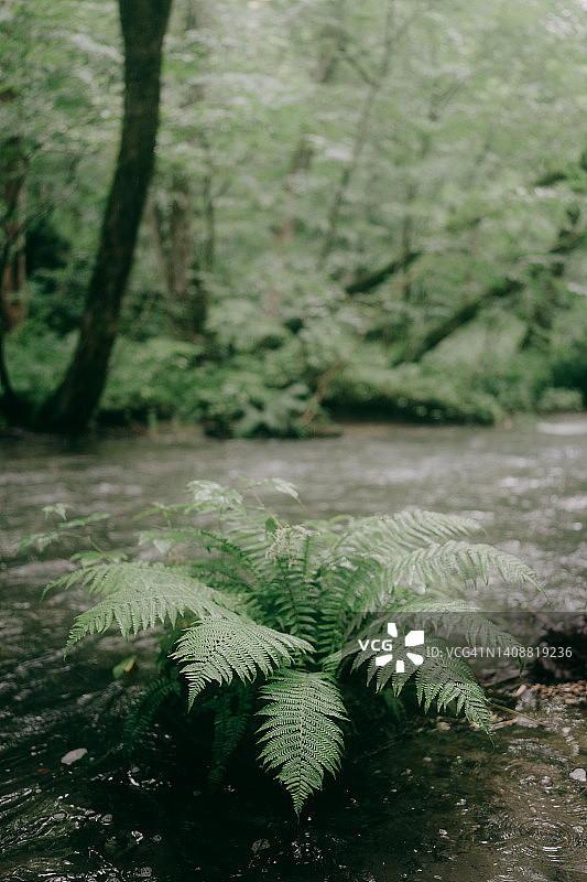 青森县奥入濑川的河边蕨类植物图片素材