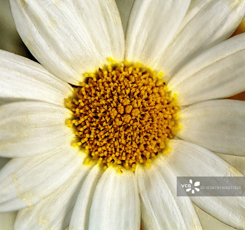 滨菊特写图片素材