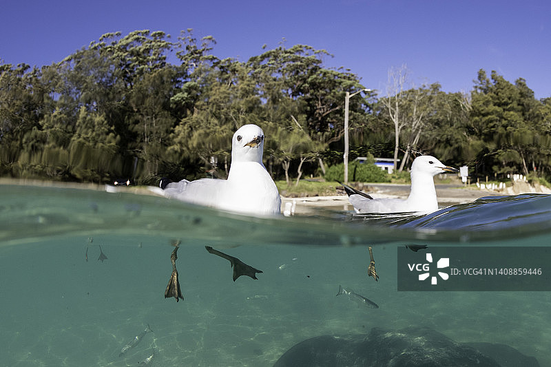 海鸥特写图片素材