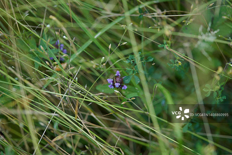 夏枯草图片素材