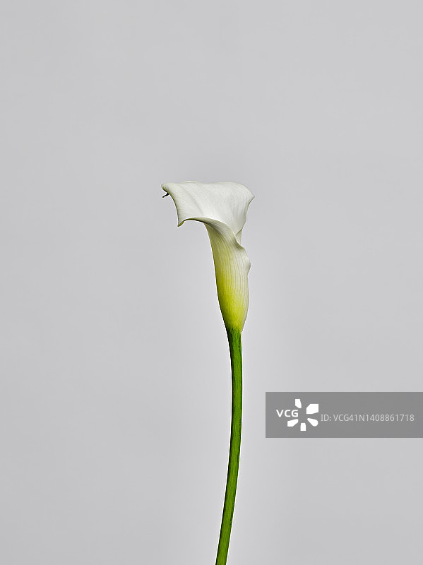 中性背景上的马蹄莲图片素材