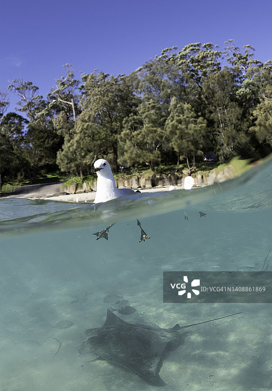 海鸥特写图片素材