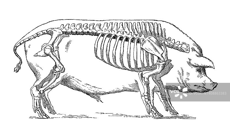 猪的骨骼老旧雕刻插图图片素材