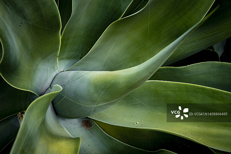 龙舌兰仙人掌图片素材