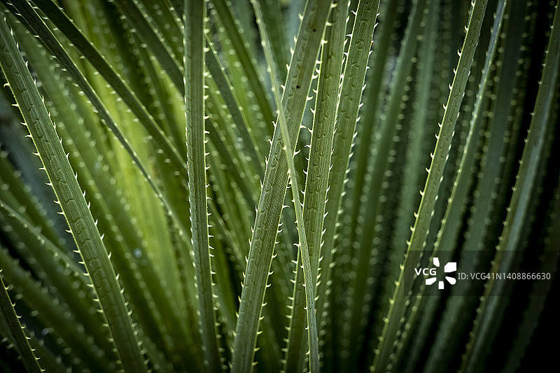 锯齿叶须芒草图片素材