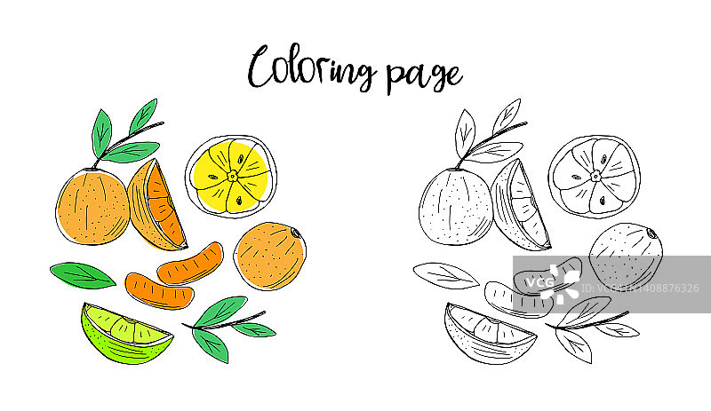 橙子、橘子和青柠切片涂色书图片素材
