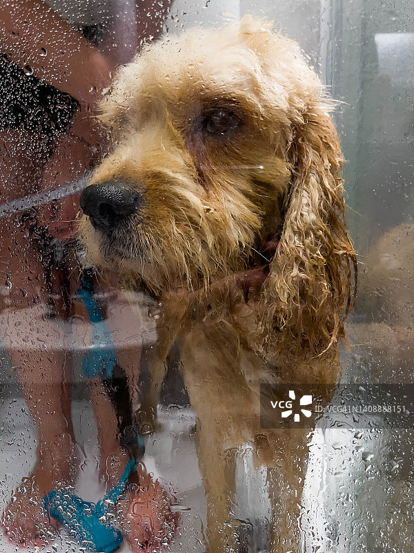 在带透明塑料屏的淋浴间内给狗洗澡图片素材