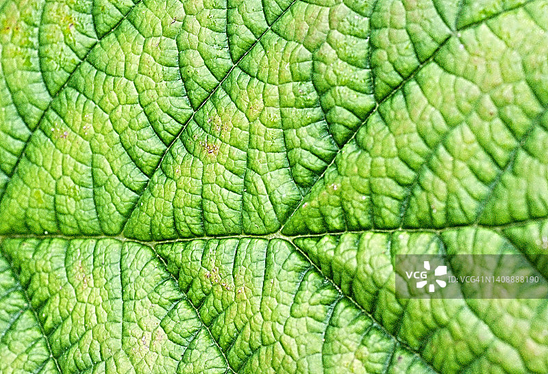 叶子的宏观照片图片素材