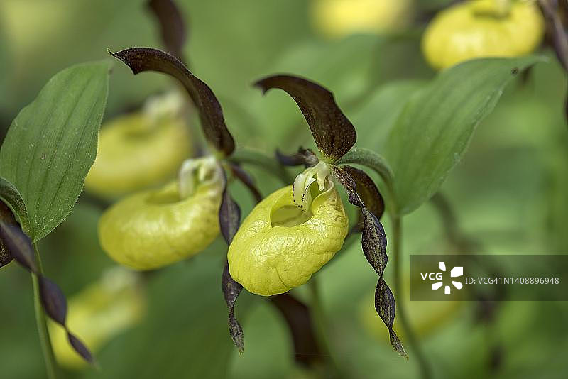 巴伐利亚杓兰图片素材