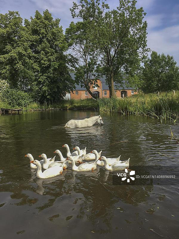 德国梅克伦堡-前波美拉尼亚奥滕斯多夫池塘里的白马和鹅图片素材