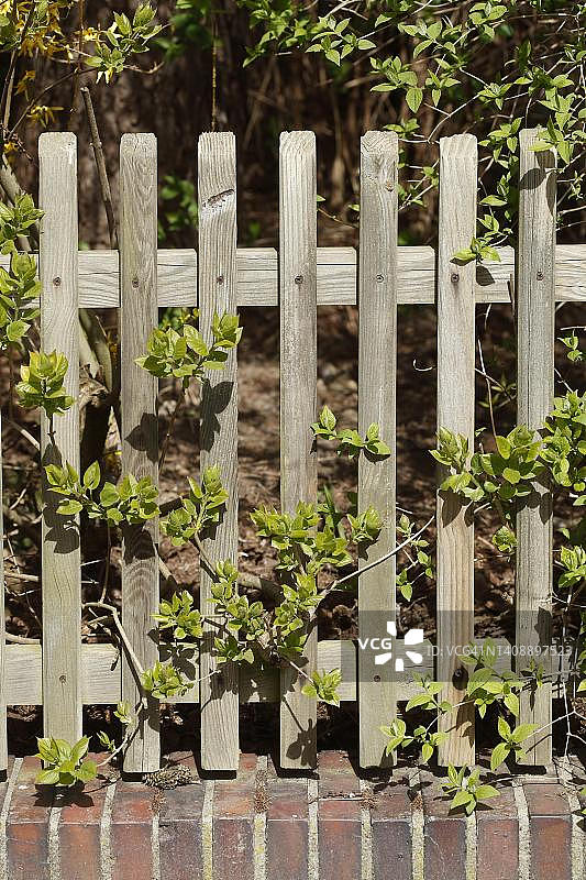 围栏，木制围栏，花园围栏，植物，德国图片素材