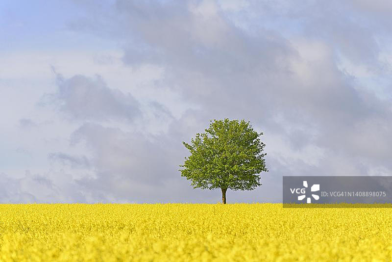 德国北莱茵-威斯特法伦州油菜花田中孤独的枫树图片素材