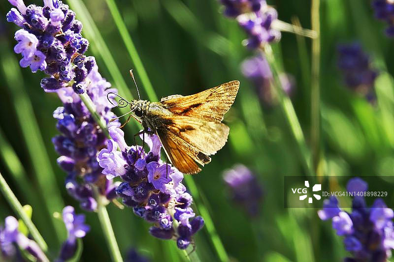 艾塞克斯小灰蝶，五月，德国巴登-符腾堡州图片素材