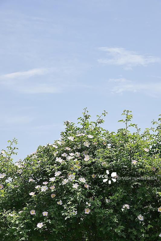 德国巴登-符腾堡州的犬蔷薇图片素材