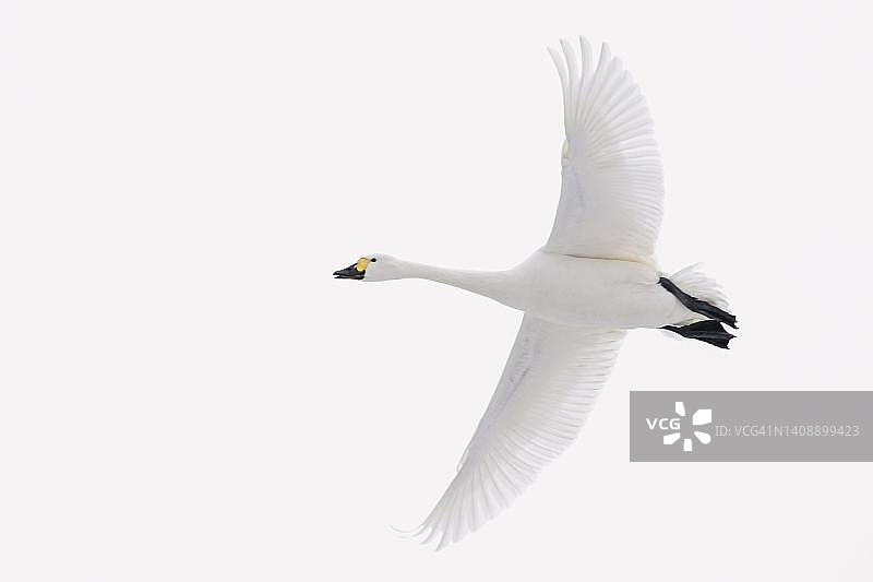 冬季飞翔的苔原天鹅，候鸟，德国下萨克森州伦布鲁赫图片素材