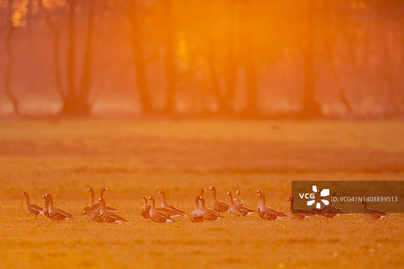 日落逆光下的白额雁群体图片素材