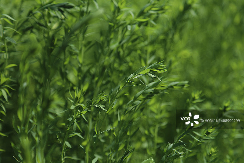 亚麻田全画幅背景图片素材