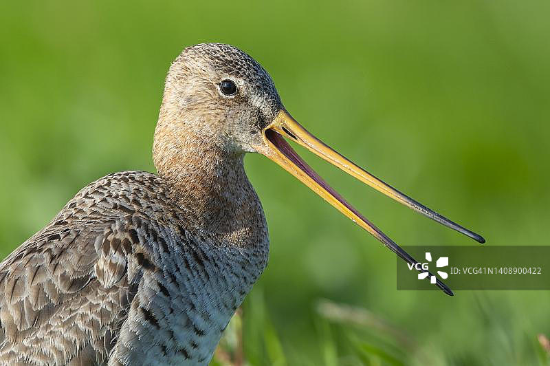 黑尾塍鹬在湿草甸上鸣叫，德国下萨克森州迪默湖图片素材