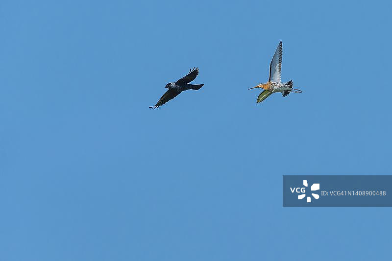 黑尾塍鹬驱赶捕食者图片素材