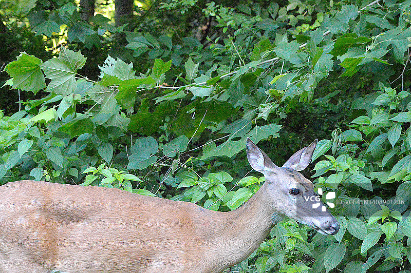 白尾鹿图片素材