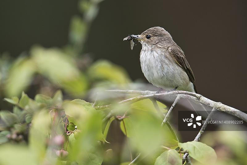 斑姬鹟，德国下萨克森州埃姆斯兰图片素材