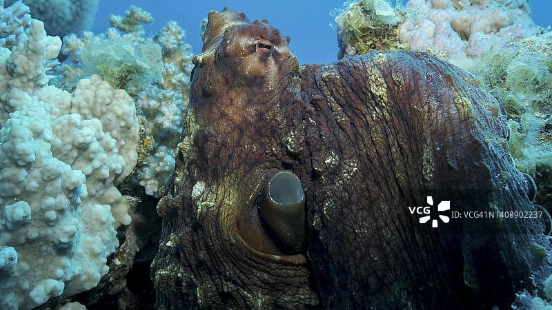 大红章鱼珊瑚礁写真，常见礁章鱼，红海，埃及图片素材